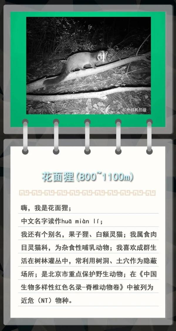 大金雕到小刺猬，毛白杨到筋骨草，北京也是它们的家