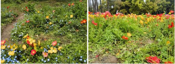 太危险！上海阿姨组团走上车道，只为“鲜花诱惑”？