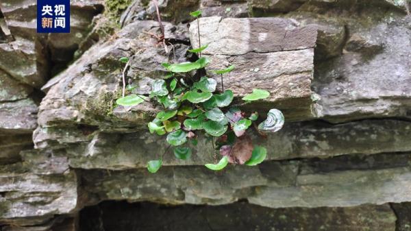 国家一级保护野生植物!重庆万州发现野生荷叶铁线蕨 国家一级保护野生植物!重庆万州发现野生荷叶铁线蕨