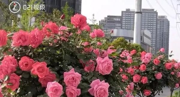 上海阿姨组团走上车道，只为受不了鲜花的诱惑？