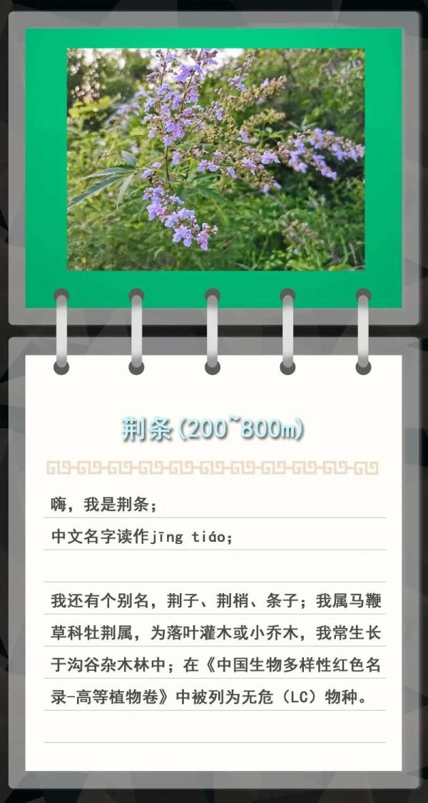 大金雕到小刺猬，毛白杨到筋骨草，北京也是它们的家