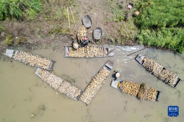 湖南南县：千亩莲藕采挖忙