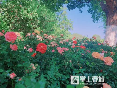 提醒！五一期间昆明翠湖公园开放时间有调整