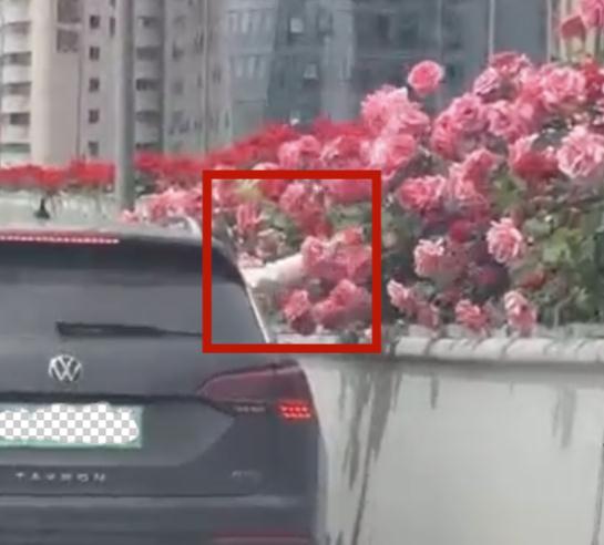 上海阿姨组团走上车道，只为受不了鲜花的诱惑？