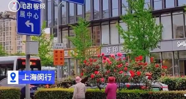 太危险！上海阿姨组团走上车道，只为"鲜花诱惑"？