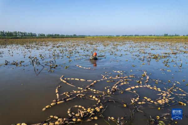 湖南南县：千亩莲藕采挖忙
