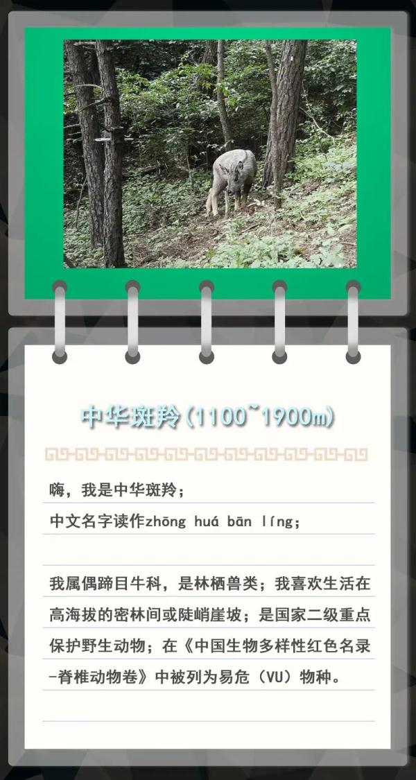 大金雕到小刺猬，毛白杨到筋骨草，北京也是它们的家