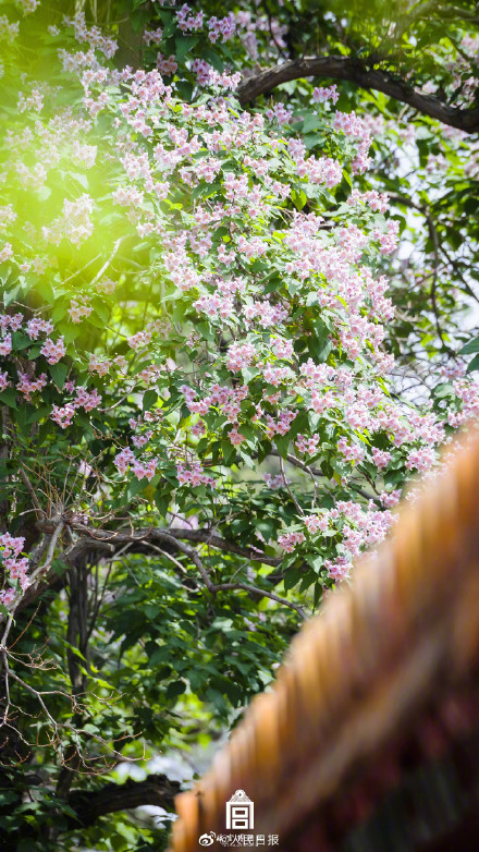好浪漫!故宫的粉紫色氛围感有多绝 好浪漫!故宫的粉紫色氛围感有多绝