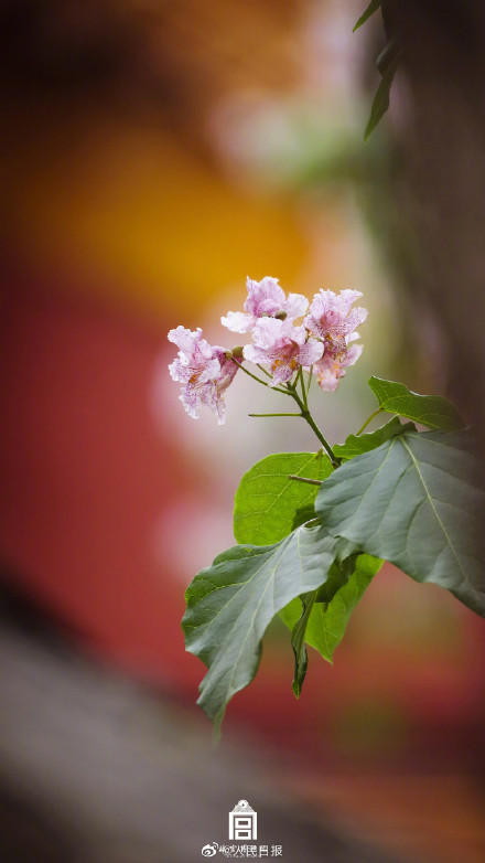好浪漫!故宫的粉紫色氛围感有多绝 好浪漫!故宫的粉紫色氛围感有多绝