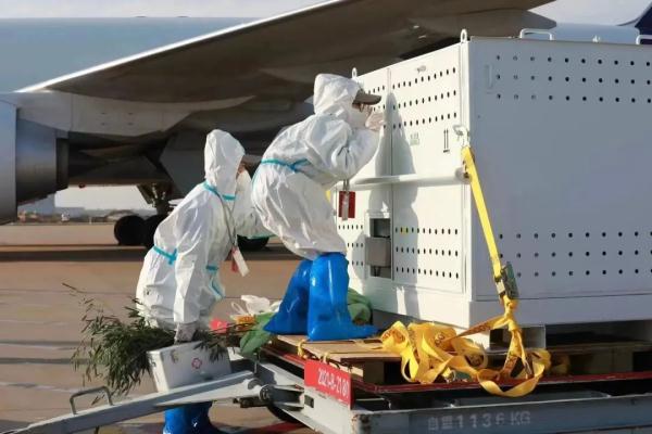 “丫丫”最新情况如何?何时能和“丫丫”见面? “丫丫”最新情况如何?何时能和“丫丫”见面?