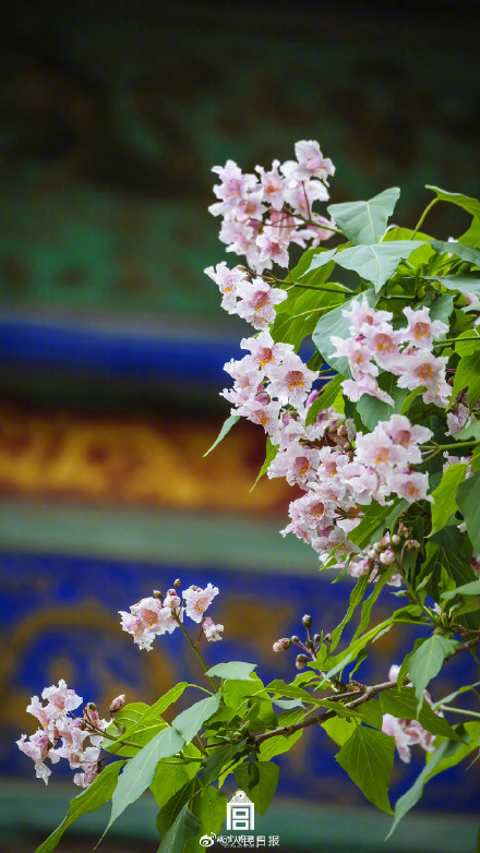 好浪漫!故宫的粉紫色氛围感有多绝 好浪漫!故宫的粉紫色氛围感有多绝
