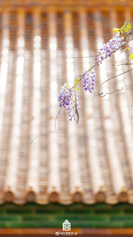 好浪漫!故宫的粉紫色氛围感有多绝 好浪漫!故宫的粉紫色氛围感有多绝