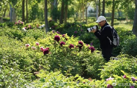 10万株牡丹盛放丰台花乡公园,3株“陪嫁牡丹”有来头 10万株牡丹盛放丰台花乡公园,3株“陪嫁牡丹”有来头