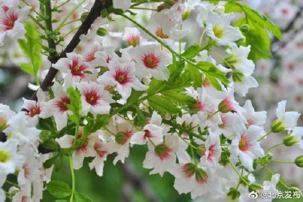 国家植物园文冠果花开似繁星 国家植物园文冠果花开似繁星