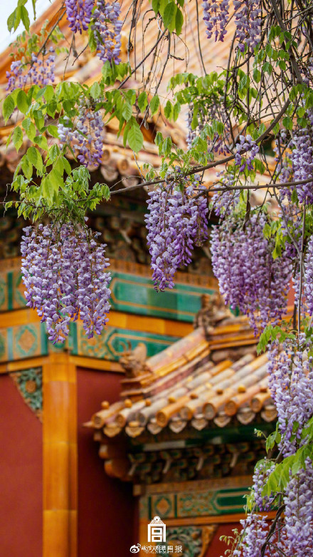 好浪漫!故宫的粉紫色氛围感有多绝 好浪漫!故宫的粉紫色氛围感有多绝