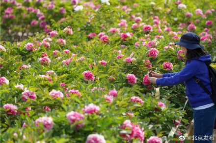 10万株牡丹盛放丰台花乡公园,3株“陪嫁牡丹”有来头 10万株牡丹盛放丰台花乡公园,3株“陪嫁牡丹”有来头