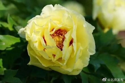 10万株牡丹盛放丰台花乡公园,3株“陪嫁牡丹”有来头 10万株牡丹盛放丰台花乡公园,3株“陪嫁牡丹”有来头