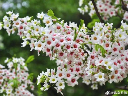 国家植物园文冠果花开似繁星 国家植物园文冠果花开似繁星
