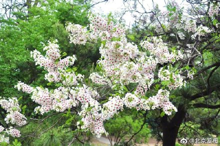 国家植物园文冠果花开似繁星 国家植物园文冠果花开似繁星