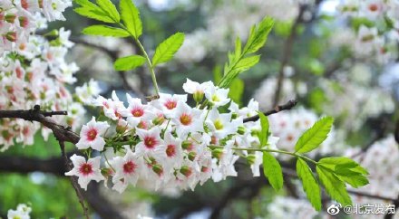 国家植物园文冠果花开似繁星 国家植物园文冠果花开似繁星