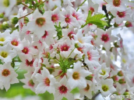 国家植物园文冠果花开似繁星 国家植物园文冠果花开似繁星