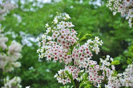 国家植物园文冠果花开似繁星 国家植物园文冠果花开似繁星