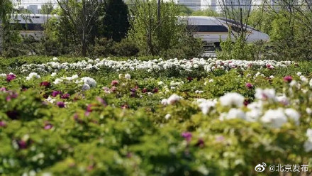 10万株牡丹盛放丰台花乡公园,3株“陪嫁牡丹”有来头 10万株牡丹盛放丰台花乡公园,3株“陪嫁牡丹”有来头