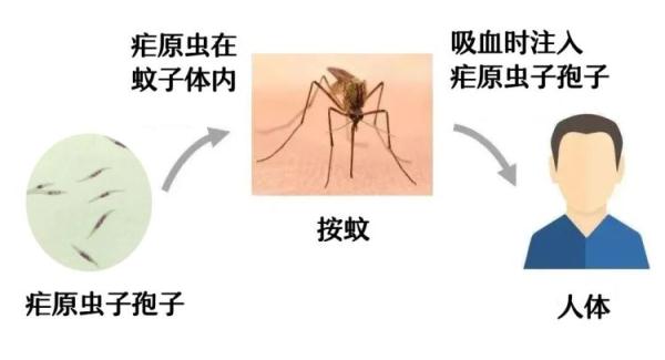 蚊子咬了忽冷忽热，是被“疟”了吗？