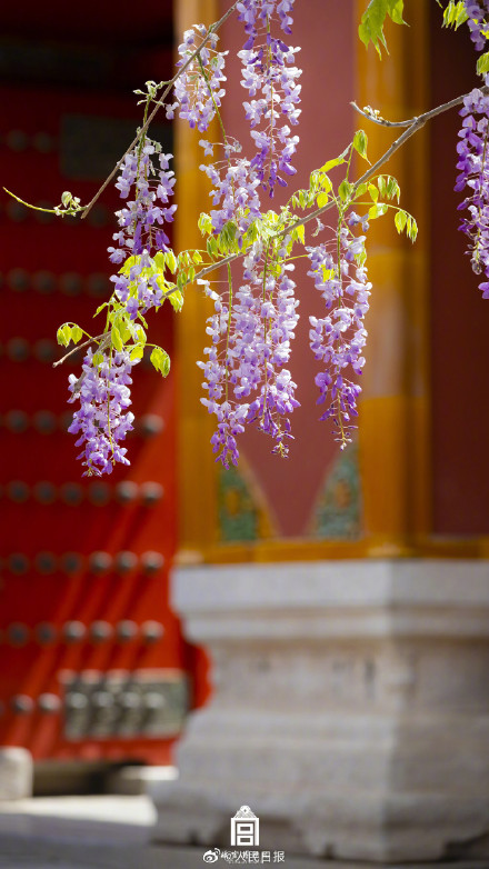 好浪漫!故宫的粉紫色氛围感有多绝 好浪漫!故宫的粉紫色氛围感有多绝
