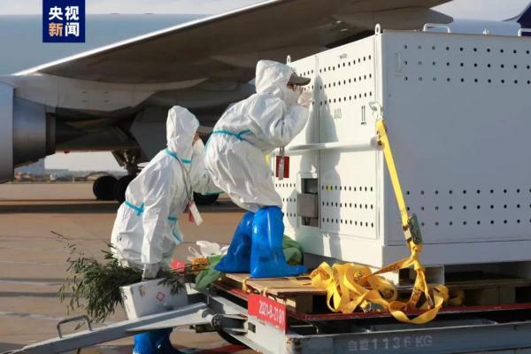 “丫丫”回国！检疫期间，北动专家全天24小时陪护——