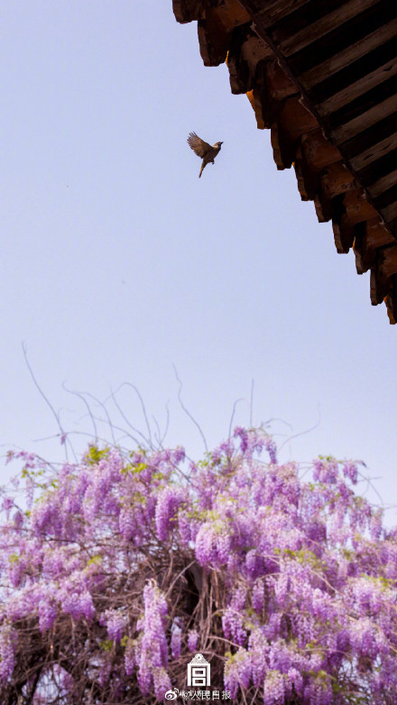 好浪漫!故宫的粉紫色氛围感有多绝 好浪漫!故宫的粉紫色氛围感有多绝
