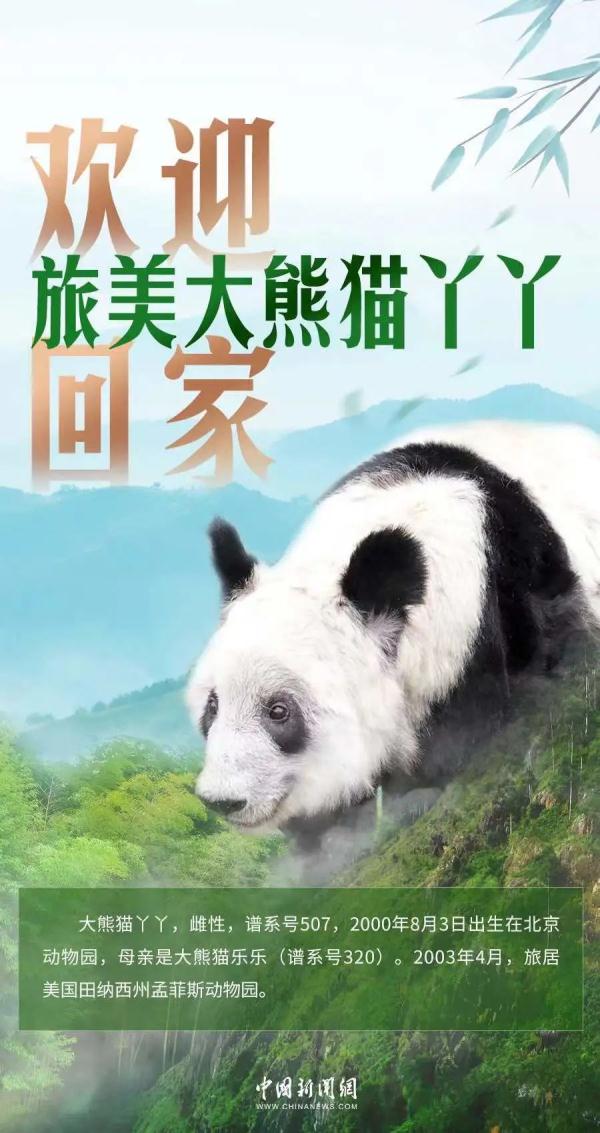网友沸腾！阔别20年，“丫丫”欢迎回家！