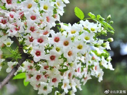国家植物园文冠果花开似繁星 国家植物园文冠果花开似繁星