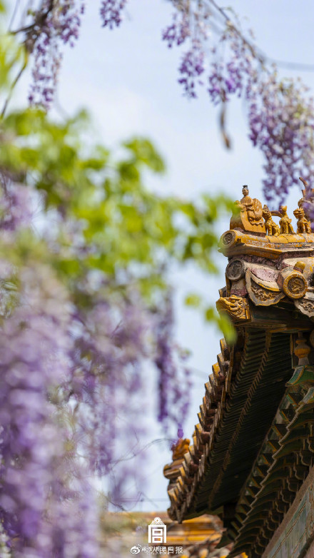 好浪漫!故宫的粉紫色氛围感有多绝 好浪漫!故宫的粉紫色氛围感有多绝