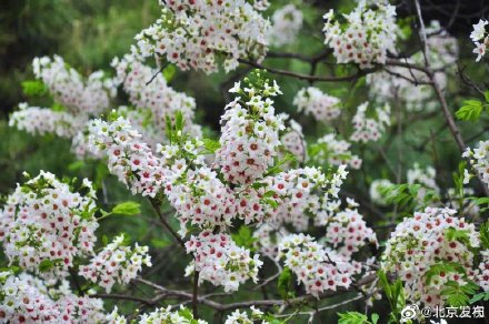 国家植物园文冠果花开似繁星 国家植物园文冠果花开似繁星