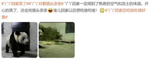 丫丫回国冲上数个热搜，这一幕最感人！