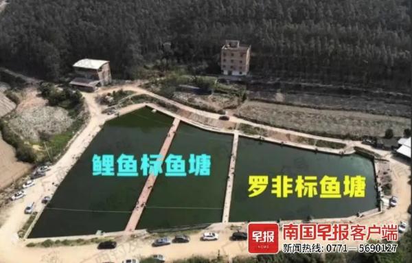 钓鱼还是被钓?南宁多人沉迷钓“标鱼塘”,有钓友输光积蓄!部门回应 钓鱼还是被钓?南宁多人沉迷钓“标鱼塘”,有钓友输光积蓄!部门回应