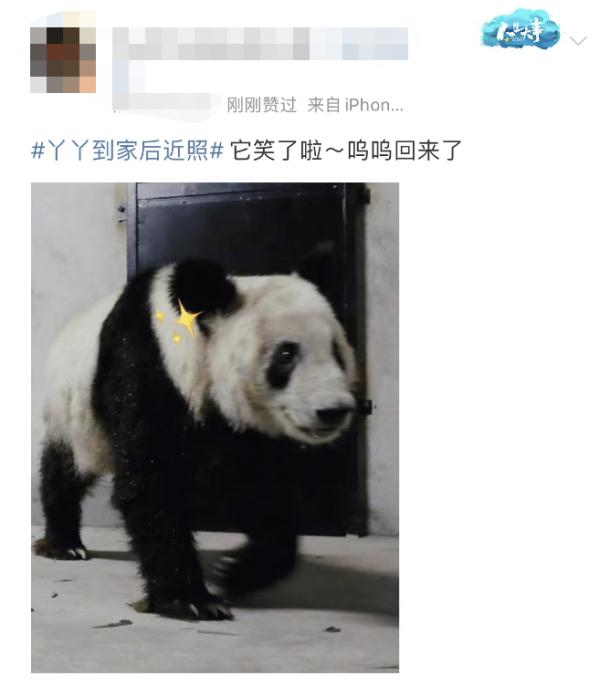 大熊猫丫丫回国后首次露面！竹子、辅食、空调都安排了