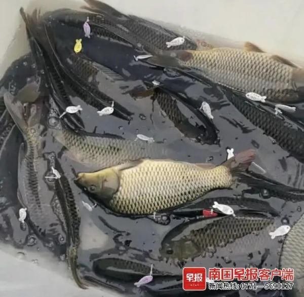 钓鱼还是被钓?南宁多人沉迷钓“标鱼塘”,有钓友输光积蓄!部门回应 钓鱼还是被钓?南宁多人沉迷钓“标鱼塘”,有钓友输光积蓄!部门回应