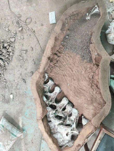 罕见！江西发现一保存完好巨型恐龙化石