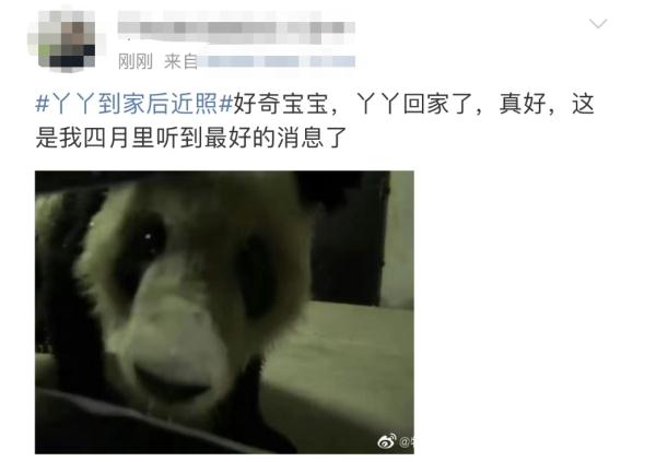 大熊猫丫丫回国后首次露面！竹子、辅食、空调都安排了