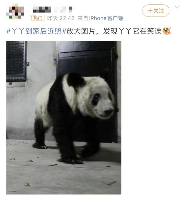 大熊猫丫丫回国后首次露面！竹子、辅食、空调都安排了