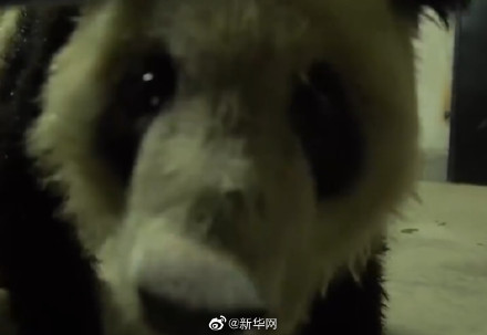 让丫丫成为熊猫界幸福的公主