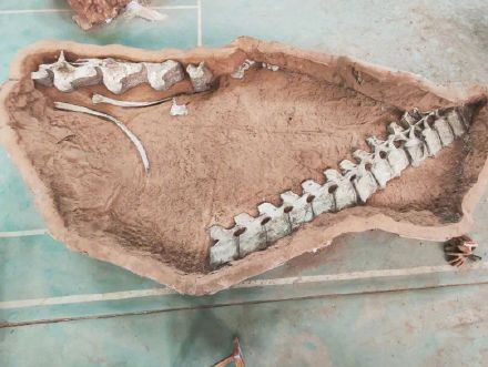 罕见！江西发现一保存完好巨型恐龙化石