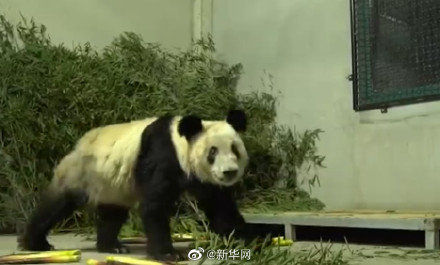 让丫丫成为熊猫界幸福的公主