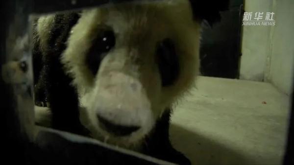 大熊猫丫丫回国后首次露面！竹子、辅食、空调都安排了