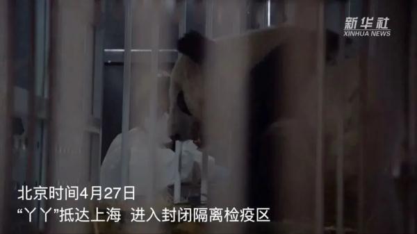 大熊猫丫丫回国后首次露面！竹子、辅食、空调都安排了
