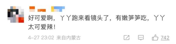 大熊猫丫丫回国后首次露面！竹子、辅食、空调都安排了