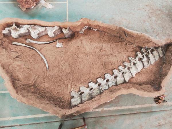 江西发现距今9000余万年的泰坦巨龙化石 江西发现距今9000余万年的泰坦巨龙化石