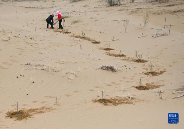 大漠治沙客 大漠治沙客